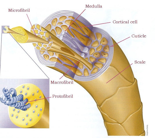 Hair Structure Defects